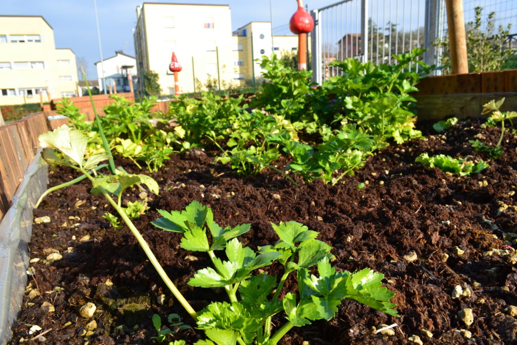 piantine-orto-sociale