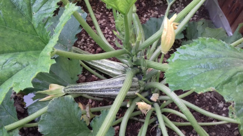 zucchine dell'orto giardino